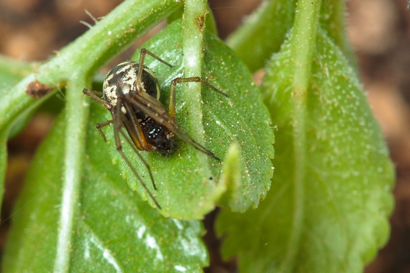 Linyphiidae - Malta